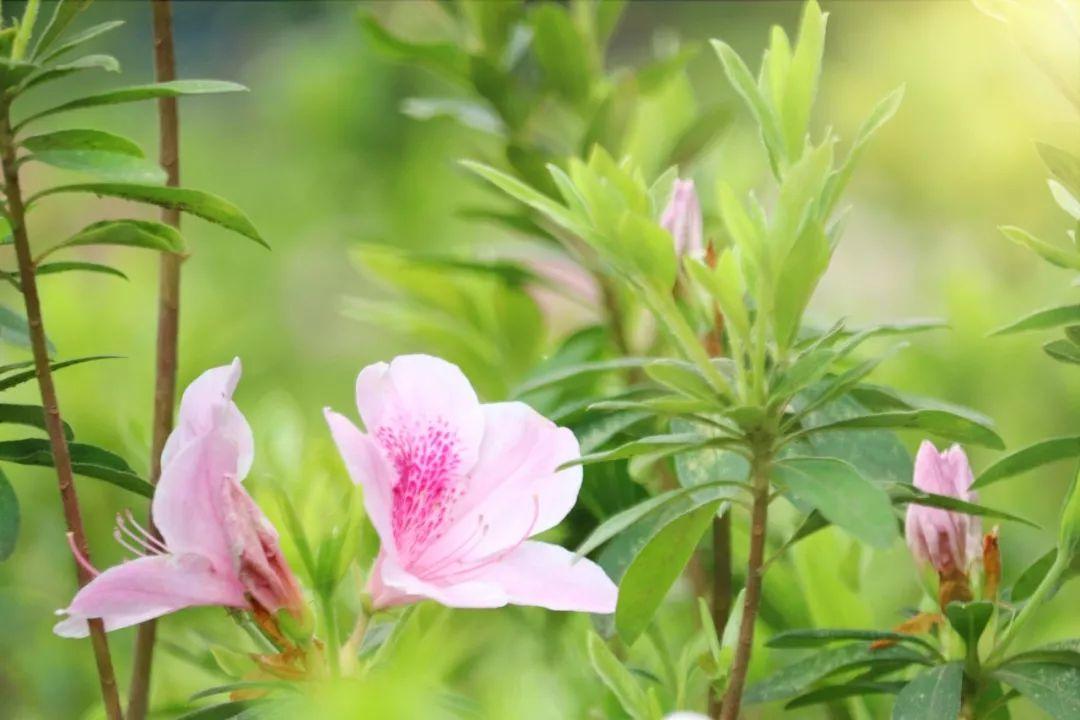 春天开的花有哪些，春天最常见的15种花