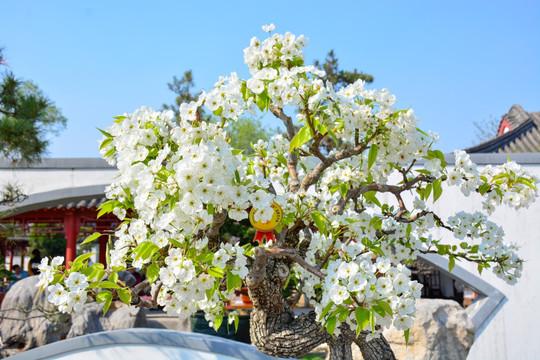 农村可以吃的野菜100种有哪些，常见100种野菜图片及名称