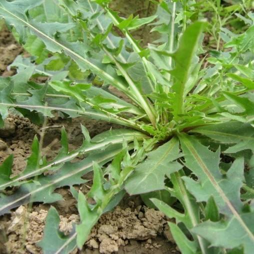 农村可以吃的野菜100种有哪些，常见100种野菜图片及名称