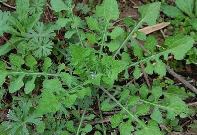 农村可以吃的野菜100种有哪些，常见100种野菜图片及名称