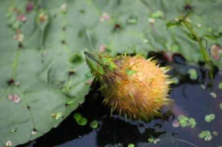 农村可以吃的野菜100种有哪些，常见100种野菜图片及名称