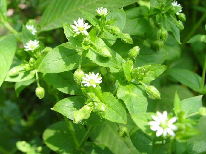 农村可以吃的野菜100种有哪些，常见100种野菜图片及名称