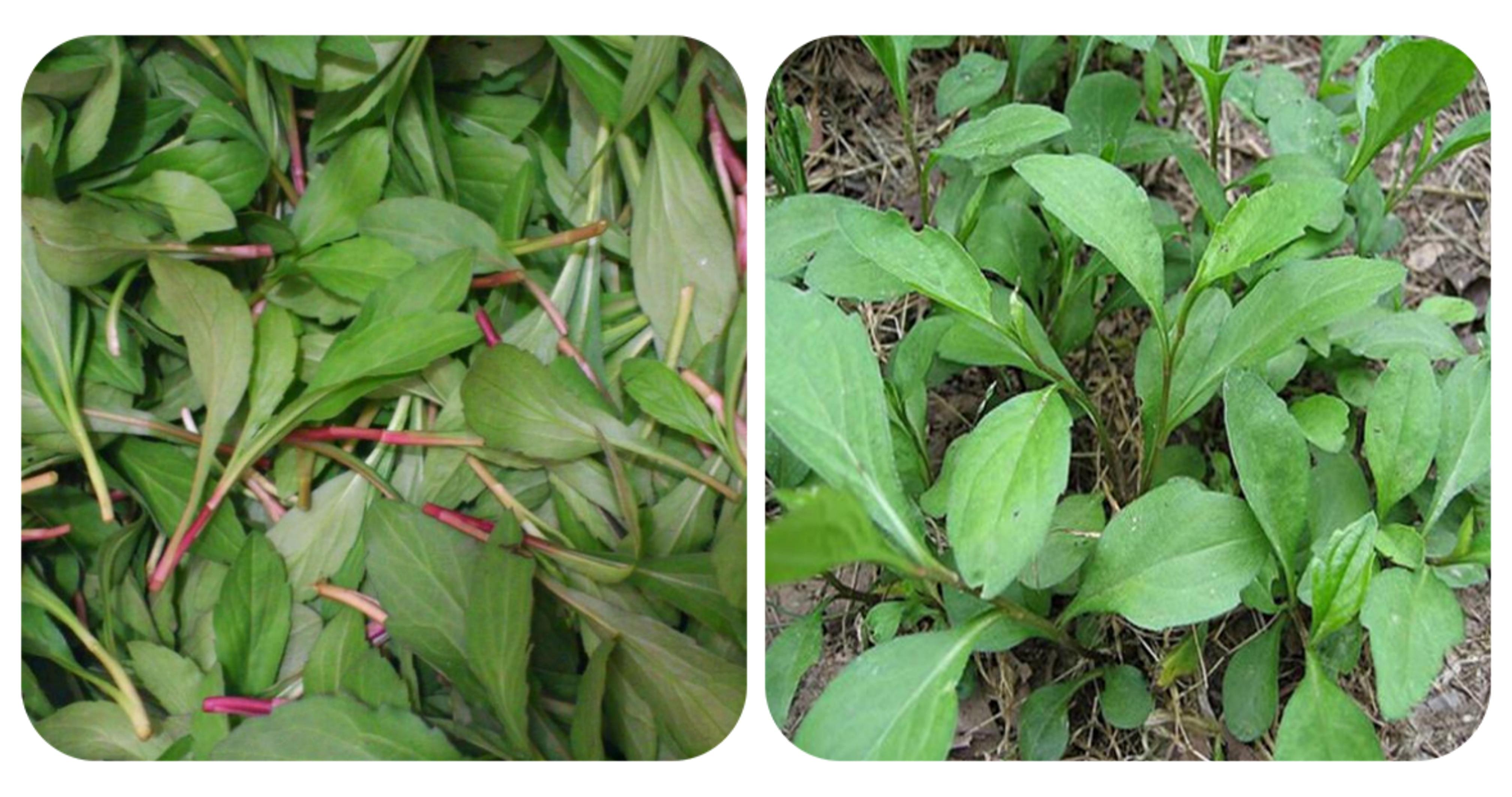 农村可以吃的野菜100种有哪些，常见100种野菜图片及名称