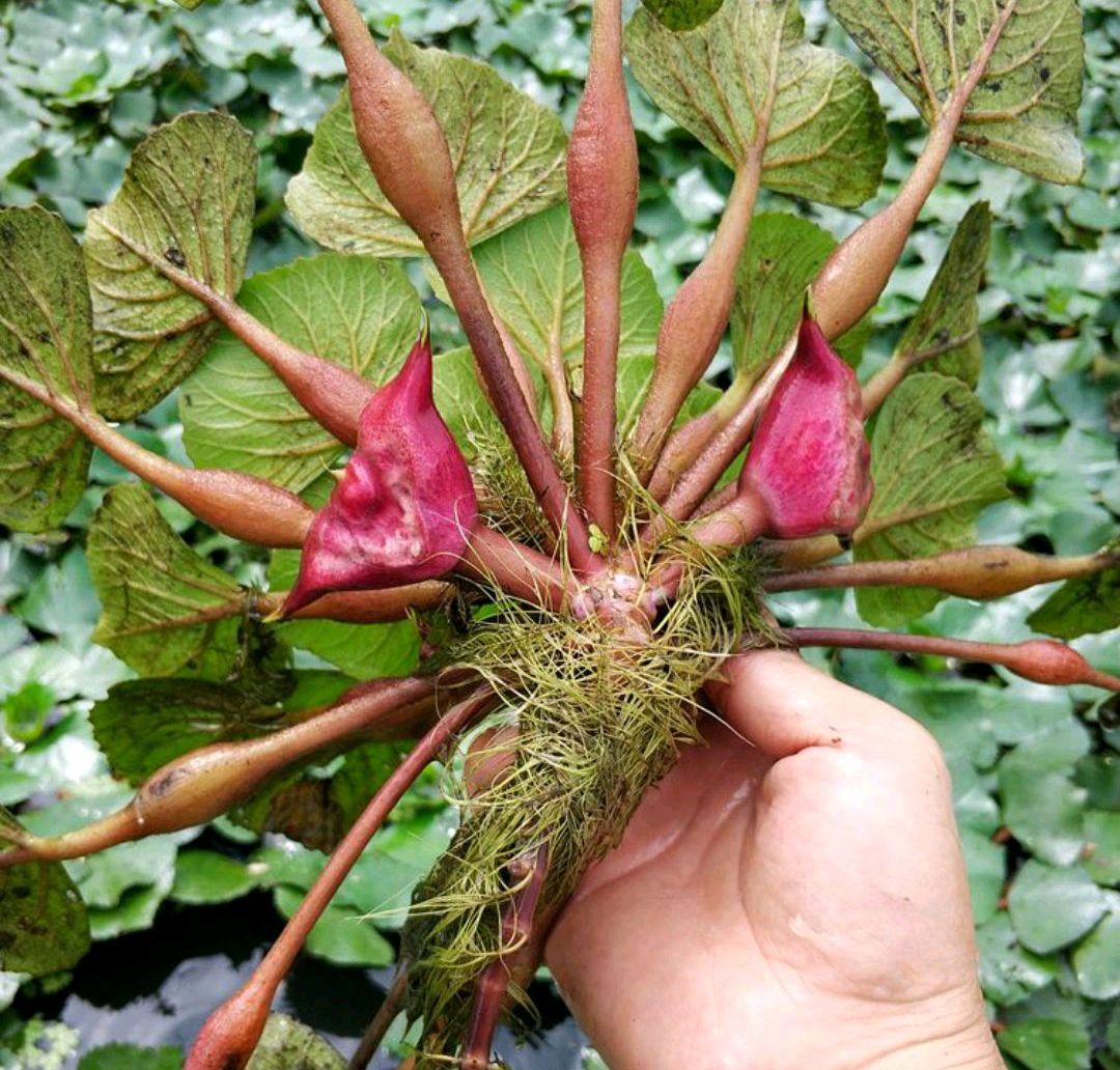 农村可以吃的野菜100种有哪些，常见100种野菜图片及名称